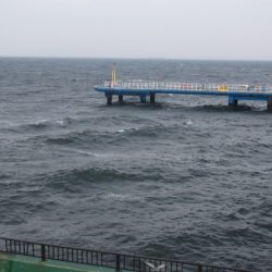 オリジナルメーカー海づり公園(市原市海づり施設) 釣果