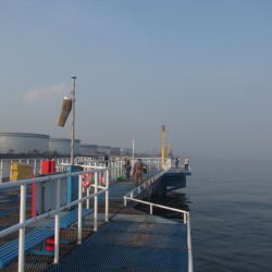 オリジナルメーカー海づり公園(市原市海づり施設) 釣果