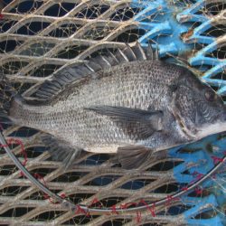 オリジナルメーカー海づり公園(市原市海づり施設) 釣果