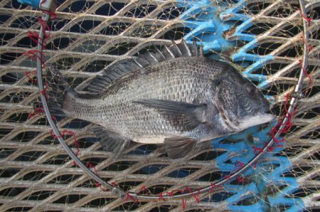 オリジナルメーカー海づり公園(市原市海づり施設) 釣果