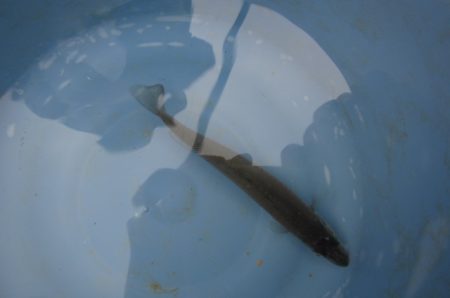 オリジナルメーカー海づり公園(市原市海づり施設) 釣果