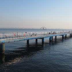 オリジナルメーカー海づり公園(市原市海づり施設) 釣果
