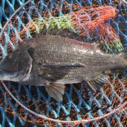 オリジナルメーカー海づり公園(市原市海づり施設) 釣果