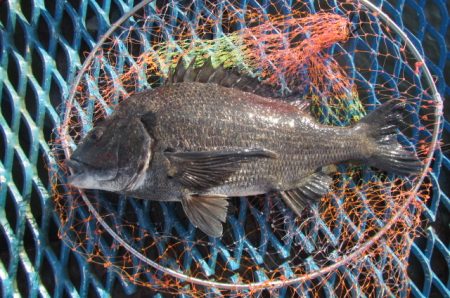 オリジナルメーカー海づり公園(市原市海づり施設) 釣果