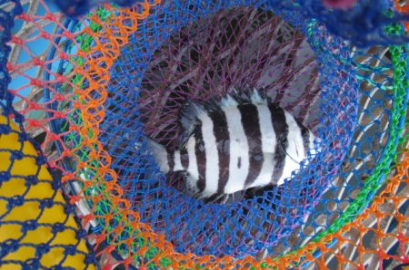 オリジナルメーカー海づり公園(市原市海づり施設) 釣果