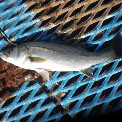 オリジナルメーカー海づり公園(市原市海づり施設) 釣果