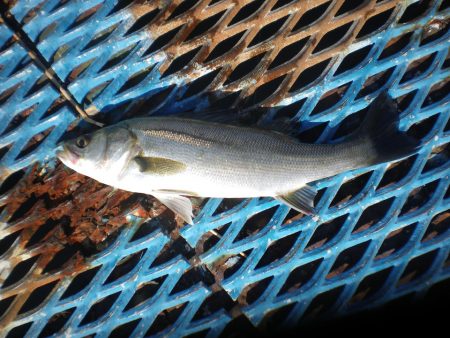 オリジナルメーカー海づり公園(市原市海づり施設) 釣果