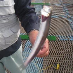 オリジナルメーカー海づり公園(市原市海づり施設) 釣果