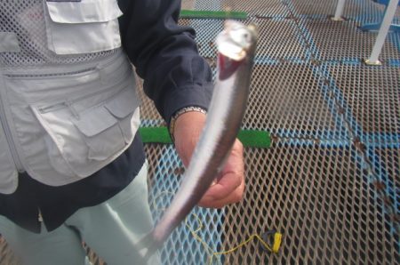 オリジナルメーカー海づり公園(市原市海づり施設) 釣果