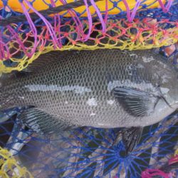 オリジナルメーカー海づり公園(市原市海づり施設) 釣果