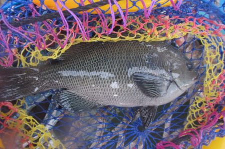 オリジナルメーカー海づり公園(市原市海づり…