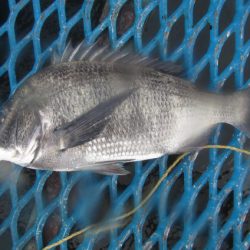 オリジナルメーカー海づり公園(市原市海づり施設) 釣果