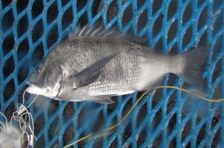 オリジナルメーカー海づり公園(市原市海づり施設) 釣果