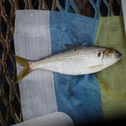 オリジナルメーカー海づり公園(市原市海づり施設) 釣果