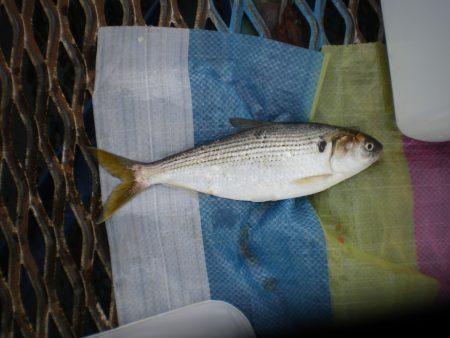 オリジナルメーカー海づり公園(市原市海づり施設) 釣果