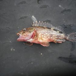 オリジナルメーカー海づり公園(市原市海づり施設) 釣果