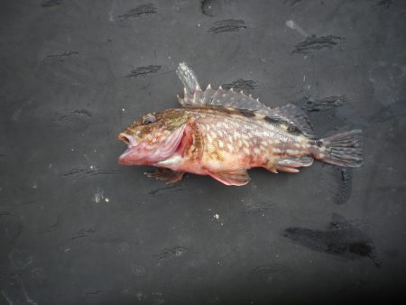 オリジナルメーカー海づり公園(市原市海づり施設) 釣果