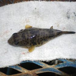 オリジナルメーカー海づり公園(市原市海づり施設) 釣果