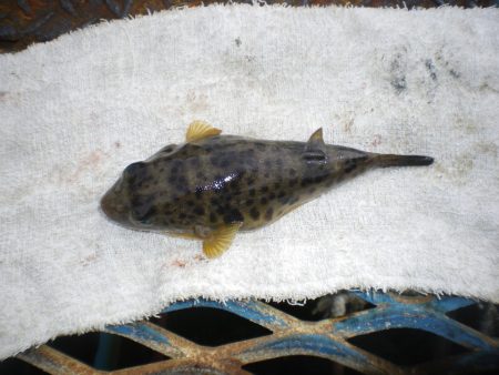 オリジナルメーカー海づり公園(市原市海づり施設) 釣果