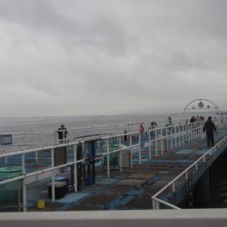 オリジナルメーカー海づり公園(市原市海づり施設) 釣果