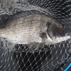 オリジナルメーカー海づり公園(市原市海づり施設) 釣果