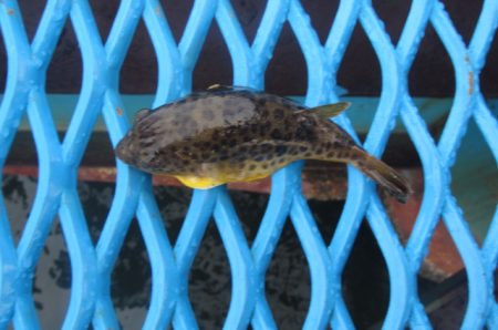 オリジナルメーカー海づり公園(市原市海づり施設) 釣果