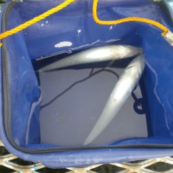 オリジナルメーカー海づり公園(市原市海づり施設) 釣果