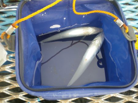 オリジナルメーカー海づり公園(市原市海づり施設) 釣果