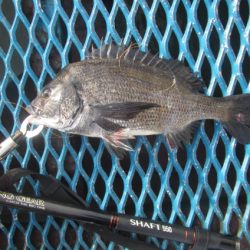 オリジナルメーカー海づり公園(市原市海づり施設) 釣果