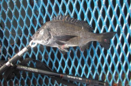 オリジナルメーカー海づり公園(市原市海づり施設) 釣果