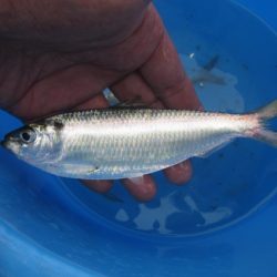 オリジナルメーカー海づり公園(市原市海づり施設) 釣果