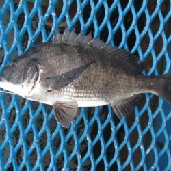 オリジナルメーカー海づり公園(市原市海づり施設) 釣果