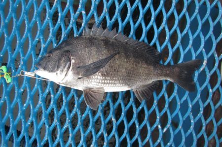 オリジナルメーカー海づり公園(市原市海づり施設) 釣果