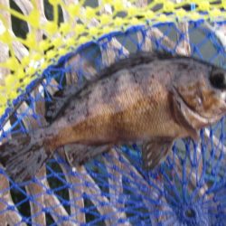 オリジナルメーカー海づり公園(市原市海づり施設) 釣果