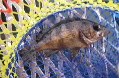 オリジナルメーカー海づり公園(市原市海づり…