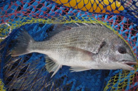 オリジナルメーカー海づり公園(市原市海づり施設) 釣果