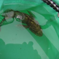 オリジナルメーカー海づり公園(市原市海づり施設) 釣果