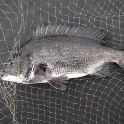 オリジナルメーカー海づり公園(市原市海づり施設) 釣果