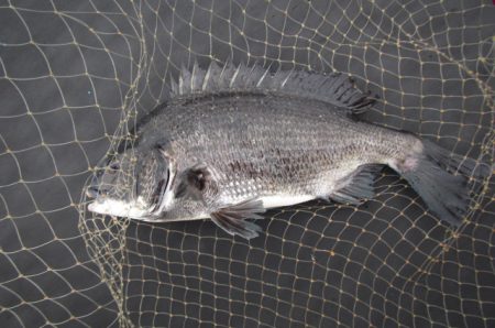 オリジナルメーカー海づり公園(市原市海づり施設) 釣果