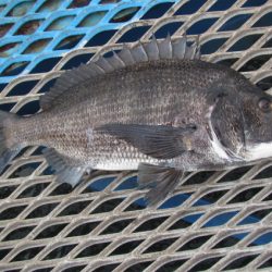 オリジナルメーカー海づり公園(市原市海づり施設) 釣果