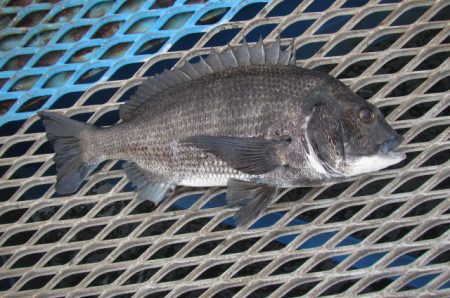 オリジナルメーカー海づり公園(市原市海づり施設) 釣果