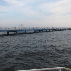 オリジナルメーカー海づり公園(市原市海づり施設) 釣果