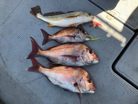 遊漁船高橋 釣果