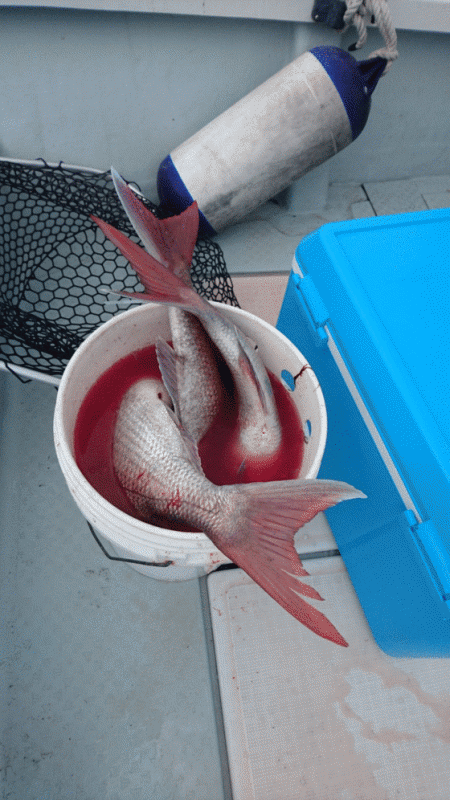 遊漁船ブルーウッズ 釣果