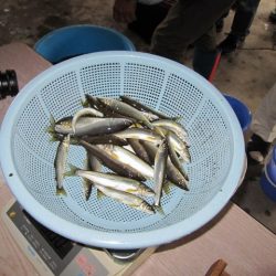 狩野川（狩野川漁業協同組合） 釣果