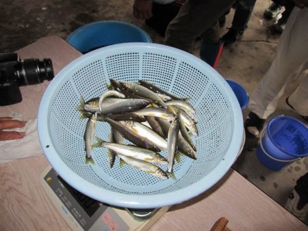 狩野川（狩野川漁業協同組合） 釣果