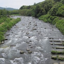 狩野川(狩野川漁業協同組合) 釣果