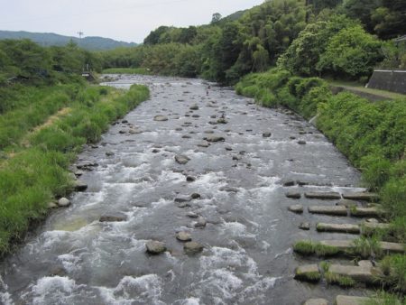 狩野川(狩野川漁業協同組合) 釣果