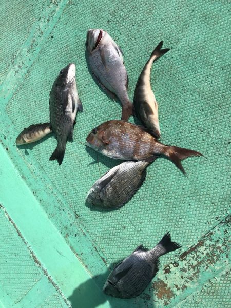 由良渡船 釣果