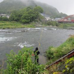 狩野川（狩野川漁業協同組合） 釣果